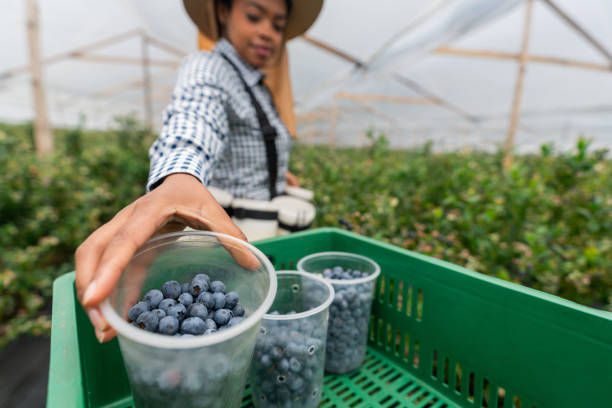 African American female worker harvesting blueberries at a plantation - business concepts
