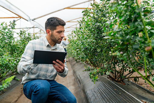 Latin American agronomist checking the crop at a blueberry plantation and using a digital tablet - agriculture concepts