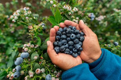 Large blueberries handful isolated. Blueberry pile in hand, forest blue berry, bluberry in palms, bilberry, fresh blueberries, huckleberry on white background top view