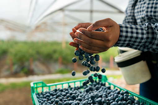 Close-up on an employee throwing a handful of blueberries in a basket at a farm - agriculture concepts
