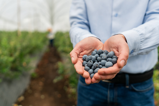 Close-up on an agronomist holding a handful of blueberries at a farm - agriculture concepts