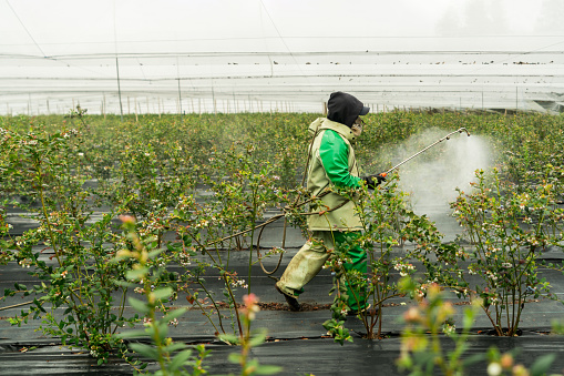 Farmer working at a farm spraying herbicides on a blueberry crop - agriculture concepts