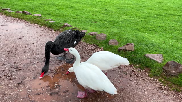 Black swan and two white geese drinking water from puddle.