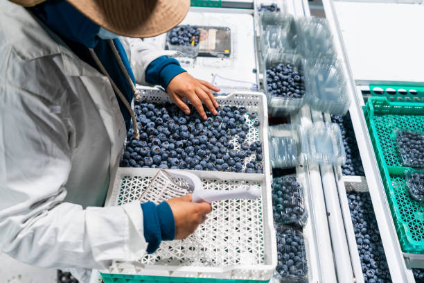 Woman working at a blueberry factory doing quality control