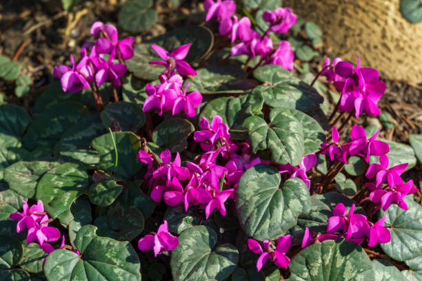Flowering Bright Сyclamen Coum Caucasicum (Wild Hardy Cyclamen Plant). Pink flowers with patterned leaves against earth. Forest wild Cyclamens bloom in winter and early spring. Selective focus. floración brillante сyclamen coum caucasicum (planta de ciclamen resistente silvestre). flores rosadas con hojas estampadas contra la tierra. los ciclamen silvestres del bosque florecen en invierno y principios de primavera. enfoque selectivo.