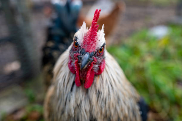 istock Big Hedemora rooster out walking in nature 1809641145