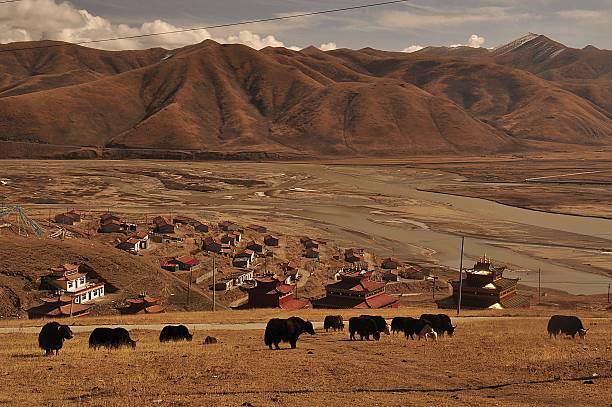 Yaks nearby the Tibetan monastery, Qinghai, China stock photo