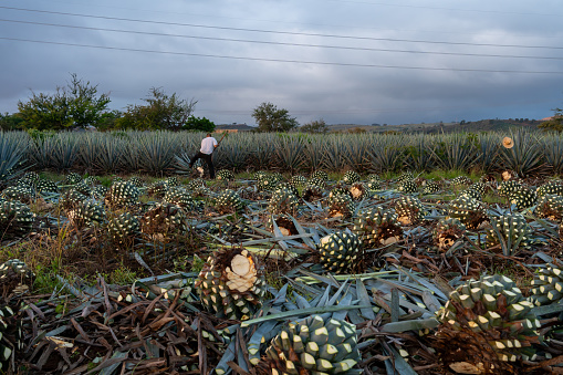 Tequila Jalisco Mexico – August 15, 2020: The farmer is working at dawn cutting the agave in Tequila Jalisco.