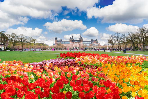 Rijksmuseum and spring green lawn and tulips, Amsterdam Netherlands