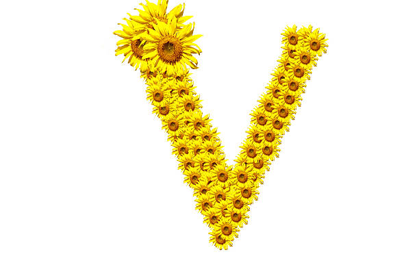 "V" sunflower alphabet stock photo