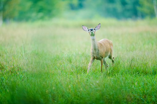 A female White Tailed Deer, Odocoileus virginianus, sniffs the air for danger as she walks through a meadow.