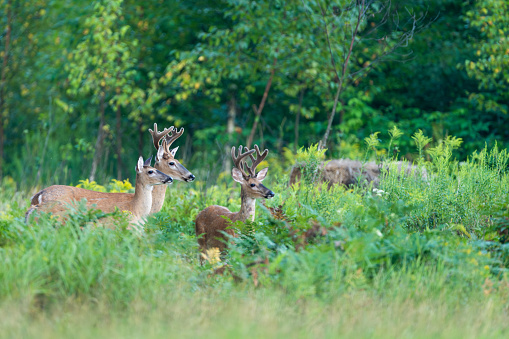 female on foreground with male on background