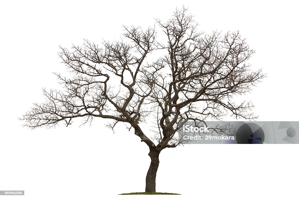 Dead tree isolated with white background Tree Stock Photo