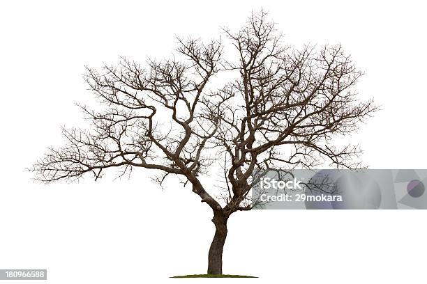Dead Tree Isolated With White Background Stock Photo - Download Image Now - Tree, Bare Tree, Dead