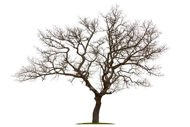 Photo of Dead tree isolated with white background