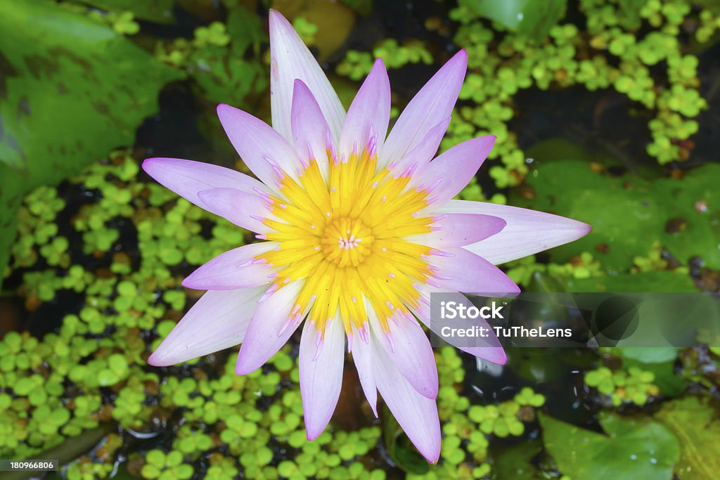 lotus - Foto de stock de Amarelo royalty-free