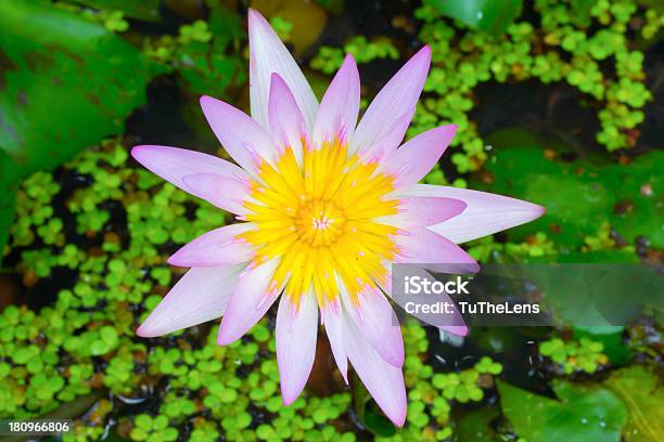 Lotus Вода Lily — стоковые фотографии и другие картинки Без людей - Без людей, Вода, Водный организм