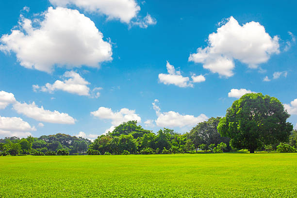 istock Green park outdoor with blue sky cloud 180966811