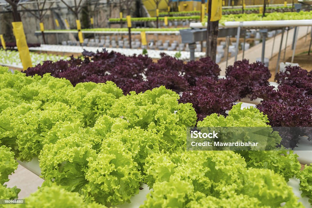 Legumes sobre hidropônica jardim - Foto de stock de Agricultura royalty-free