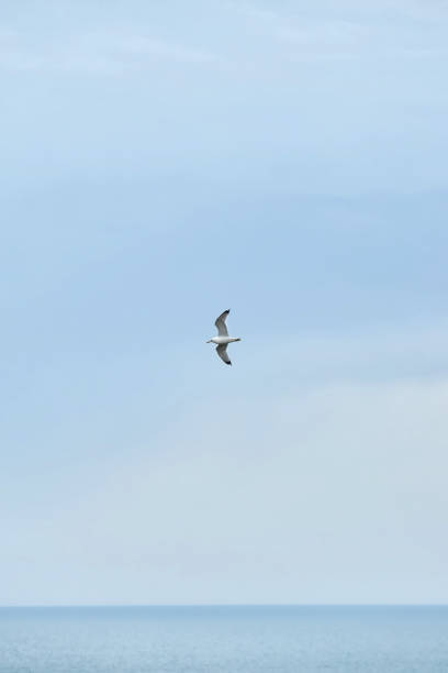 istock Seagull flying over the sea 1809670179