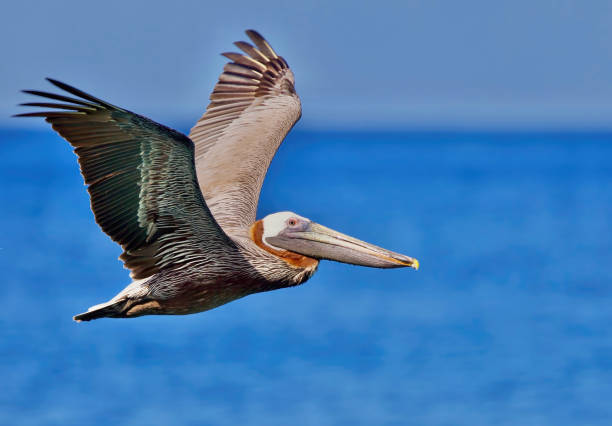istock California Brown Pelican 1809679403