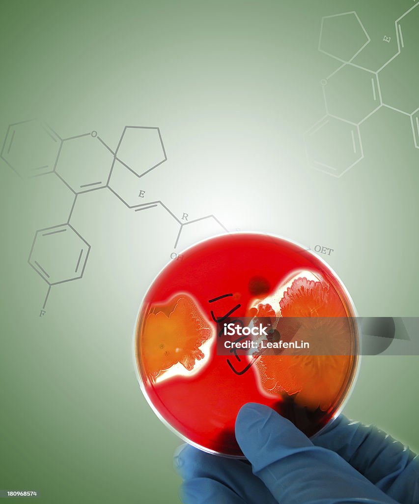 Bactéria hemolytic Experimenter assiste aos pratos - Foto de stock de Bactéria royalty-free