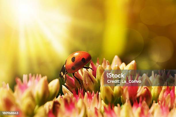 Ladybug On Morning Glow Stock Photo - Download Image Now - Agricultural Field, Beauty, Beauty In Nature