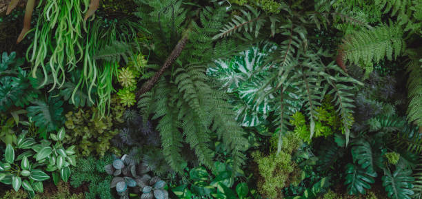 istock abstract green leaf texture, tropical leaf foliage nature dark green background 1809688171