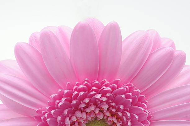 gerbera stock photo