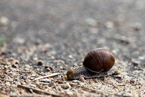 улитка на пути - snail slimy boredom cute стоковые фото и изображения