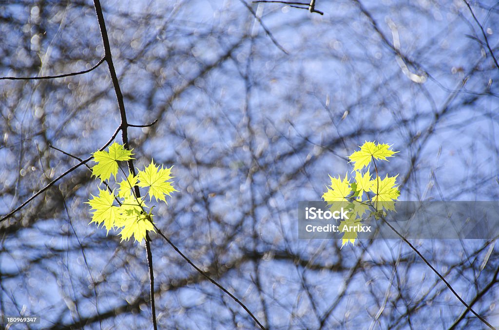 Érable sycomore, de l'Acer pseudoplatanus - Photo de Arbre libre de droits