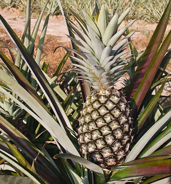 Close-up of green pineapple in the field