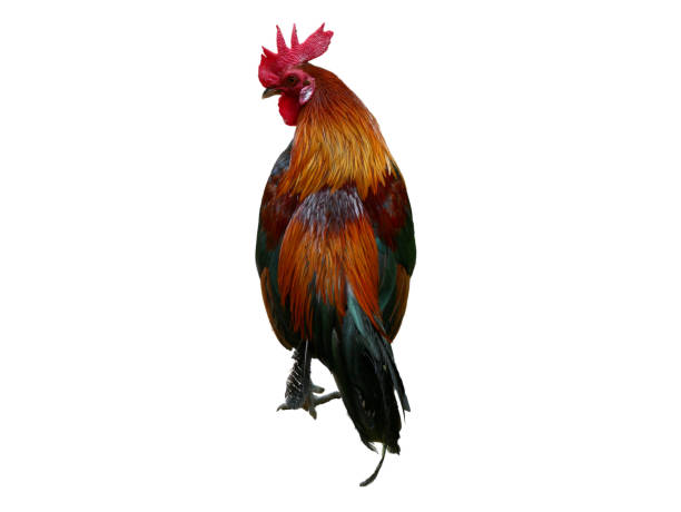 istock The Red Jungle fowl isolated on white background 1809698377