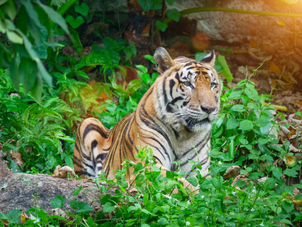 istock Beuatiful Bengal Tiger in forest 1809698386