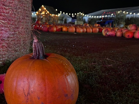 Cropped shot of a big pumpkin at night farm market pumpkin patch, copy space