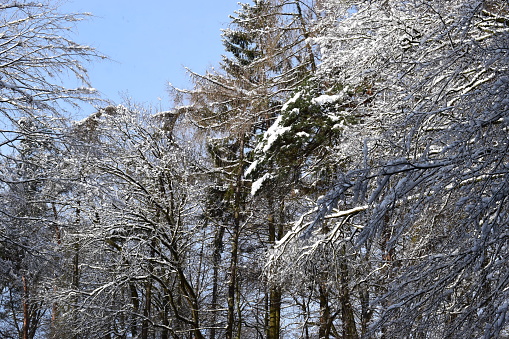 bold trees and a green fir tree with snow