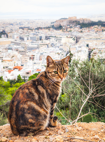 A cute cat on Lycabettus Hill, by a viewpoint across the city of Athens towards the Acropolis.