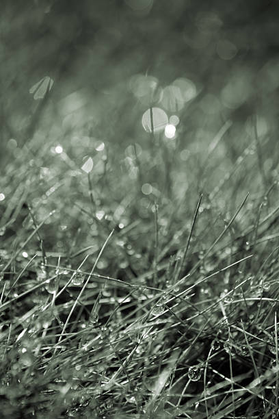 istock Blades of grass with water droplets 180972201