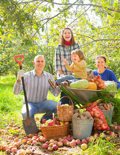 istock Family happily harvesting apples from apple trees 180972206