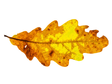 Oak leaves in autumn on white background