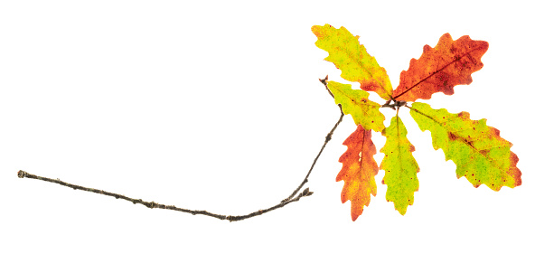 Oak leaves in autumn on white background