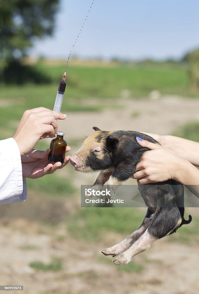 Veterinary injection Veterinarian giving injection to piglet on farm Capsule - Medicine Stock Photo