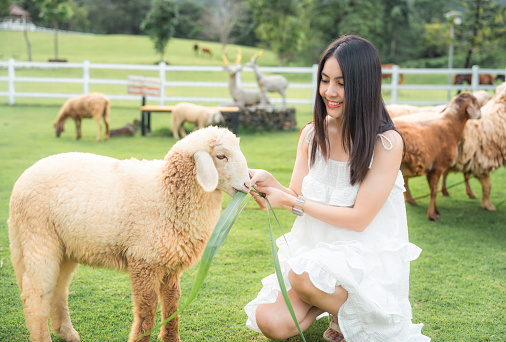 Beautiful asian woman happy with feeding grass of flock of sheep on grass in rural farm