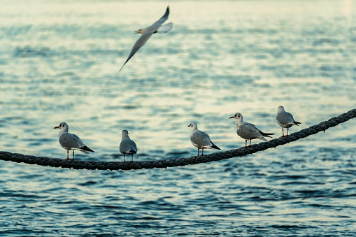 Row of seabird perched on the rope in coastline