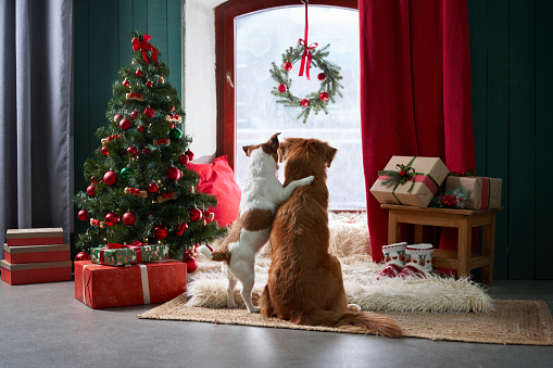 A Nova Scotia Duck Tolling Retriever and Jack Russell Terrier cuddle by a Christmas tree, eyes fixed on a festive wreath outside a frosted window