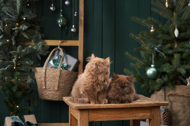 istock Two serene Scottish kittens sit side by side, enveloped in festive cheer, with a softly lit Christmas tree 1809733473