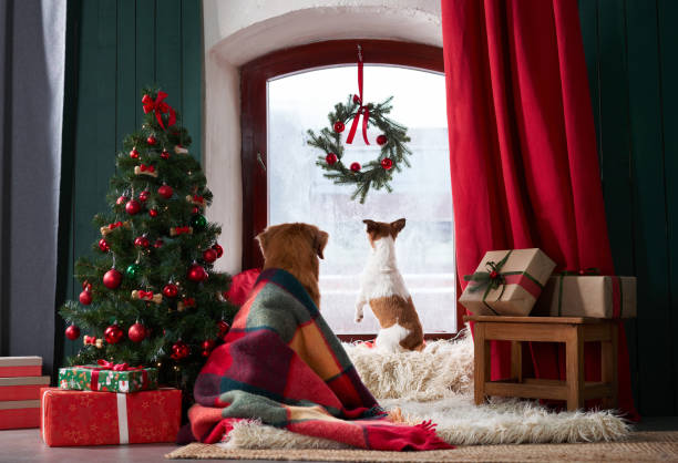 istock A Tolling Retriever and a Jack Russell Terrier wrapped in a plaid blanket 1809734699