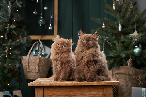 Two serene Scottish kittens sit side by side, enveloped in festive cheer, with a softly lit Christmas tree in the background. Cat indoor