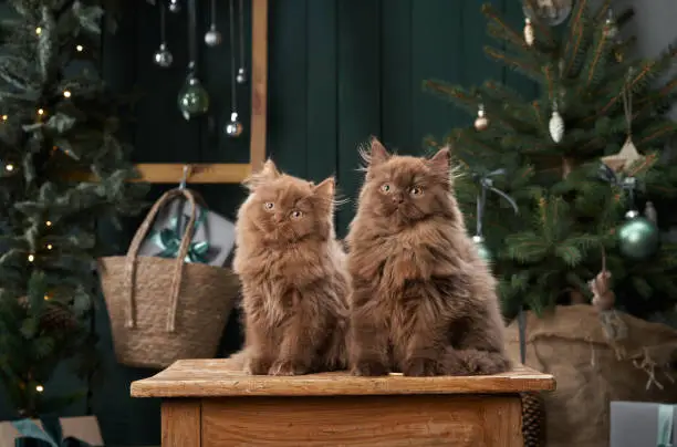 Photo of Two serene Scottish kittens sit side by side, enveloped in festive cheer, with a softly lit Christmas tree
