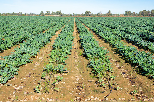 Smart irrigation: details of rows of broccoli nourished by the drip system, under a cloudless sky.